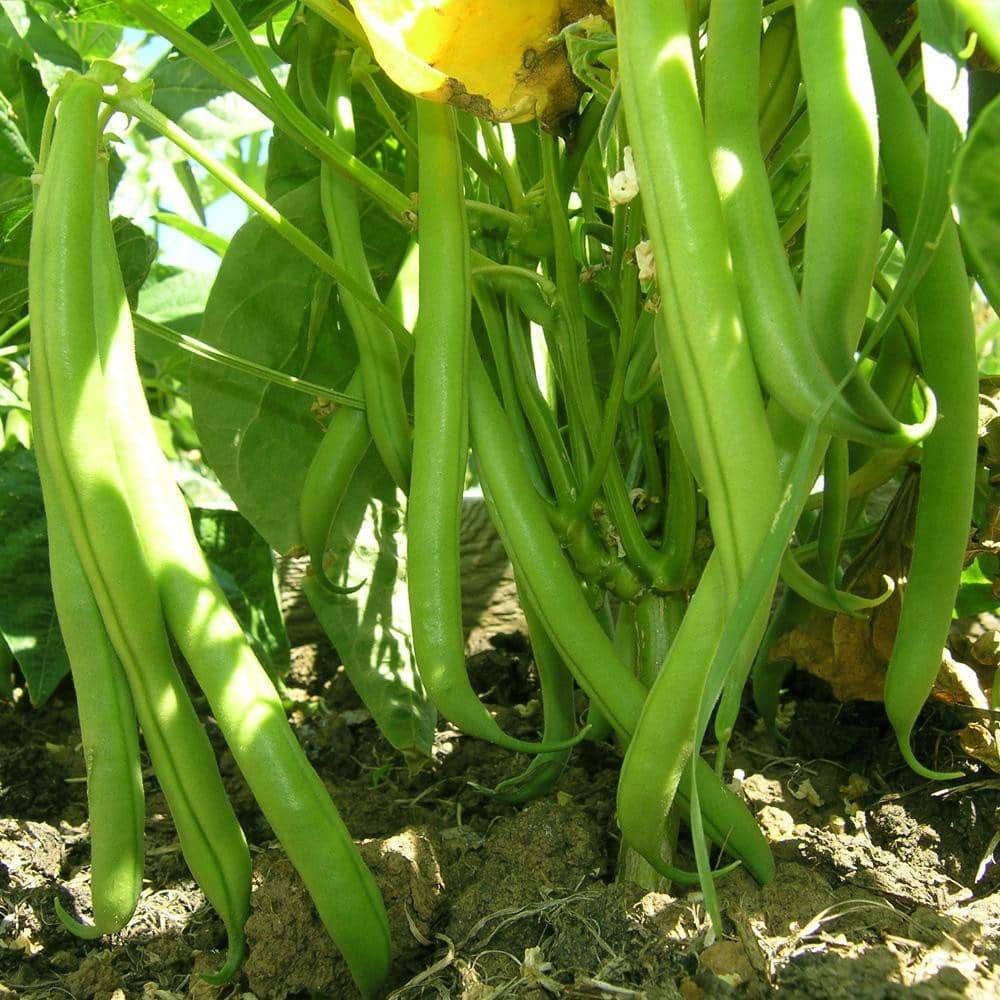 Aimers Blue Lake Organic Bush Bean Seeds - Packet