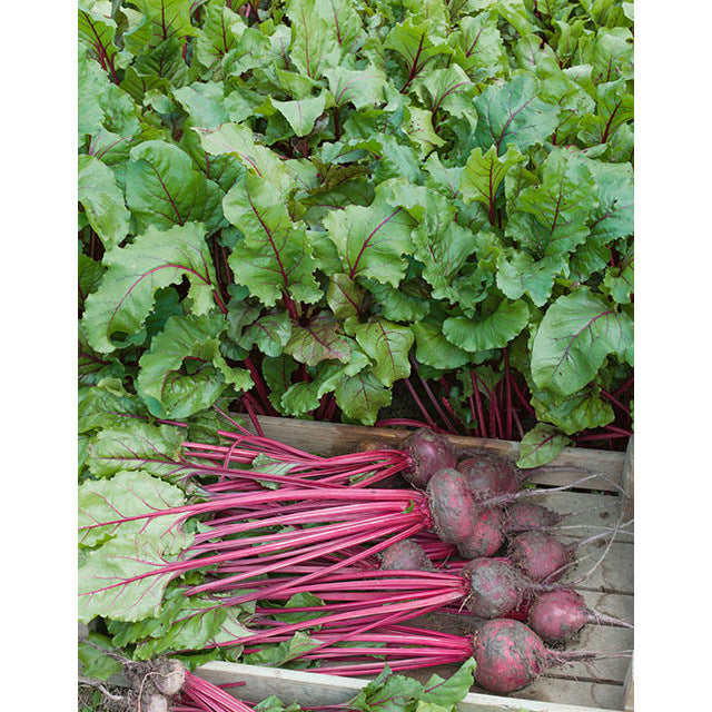 Aimers  Early Wonder Organic Beet Seeds - Packet