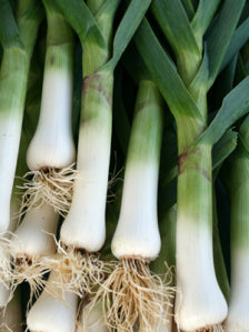 Aimers Giant Musselburg Organic Leek Seeds - Packet