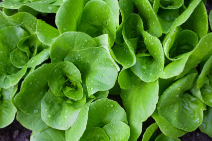 Aimers Tom Thumb Organic Lettuce Seeds - Packet