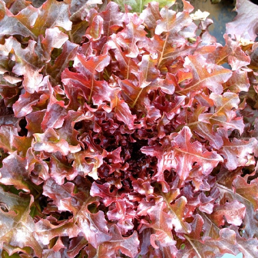Aimers Red Salad Bowl Organic Lettuce Seeds - Packet