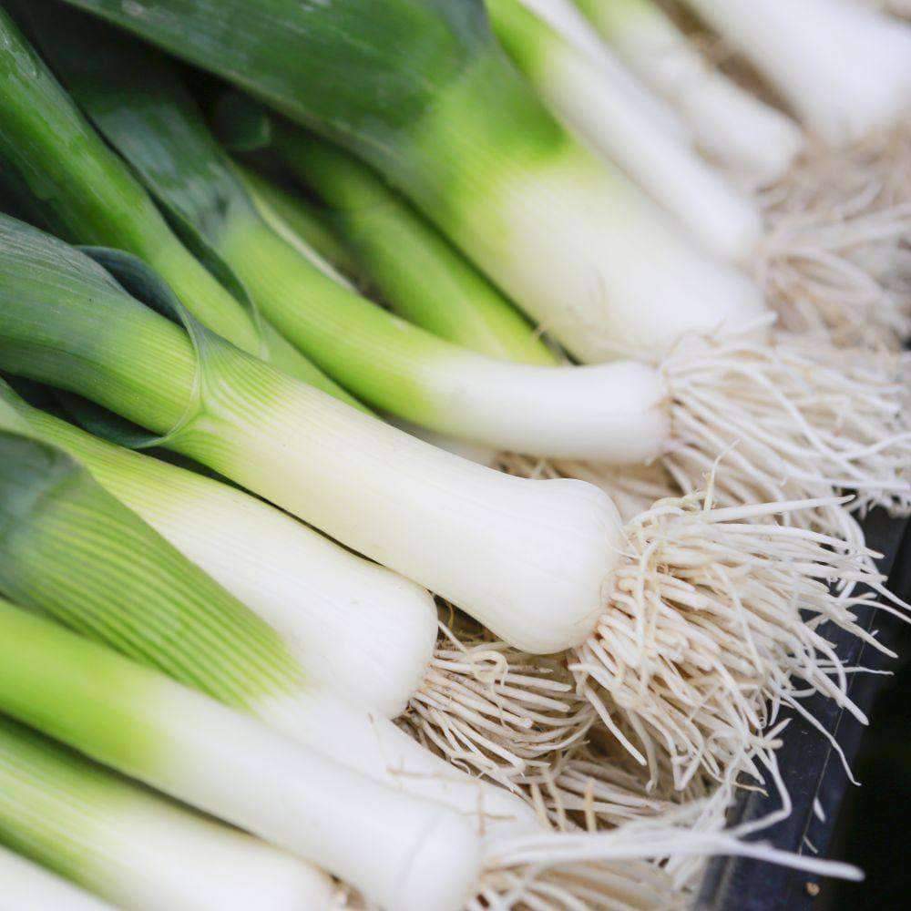 Aimers Evergreen Bunching Organic Onion Seeds - Packet