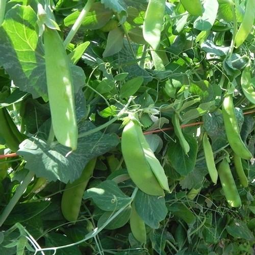 Aimers Oregon Sugar Pod Organic Peas Seeds - Packet