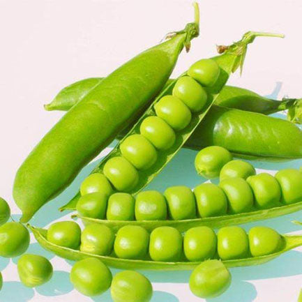 Aimers Laxton’s Progress Organic Peas Seeds - Packet
