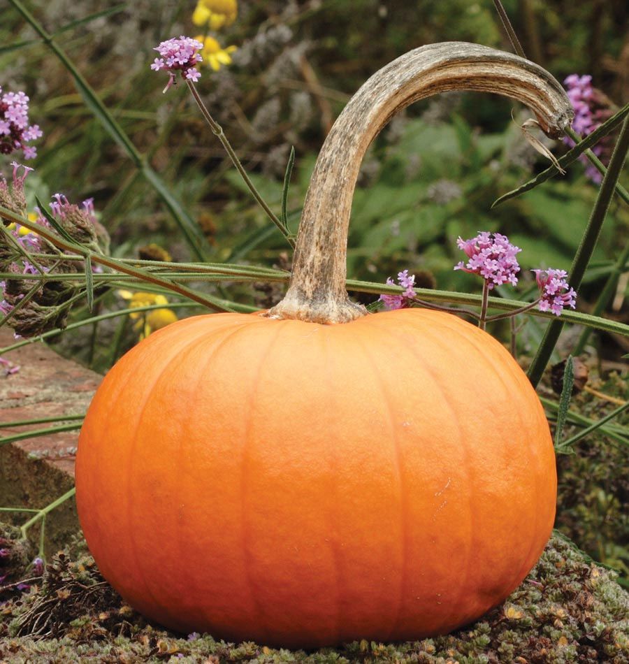 Aimers Small Sugar Organic Pumpkin Seeds - Packet