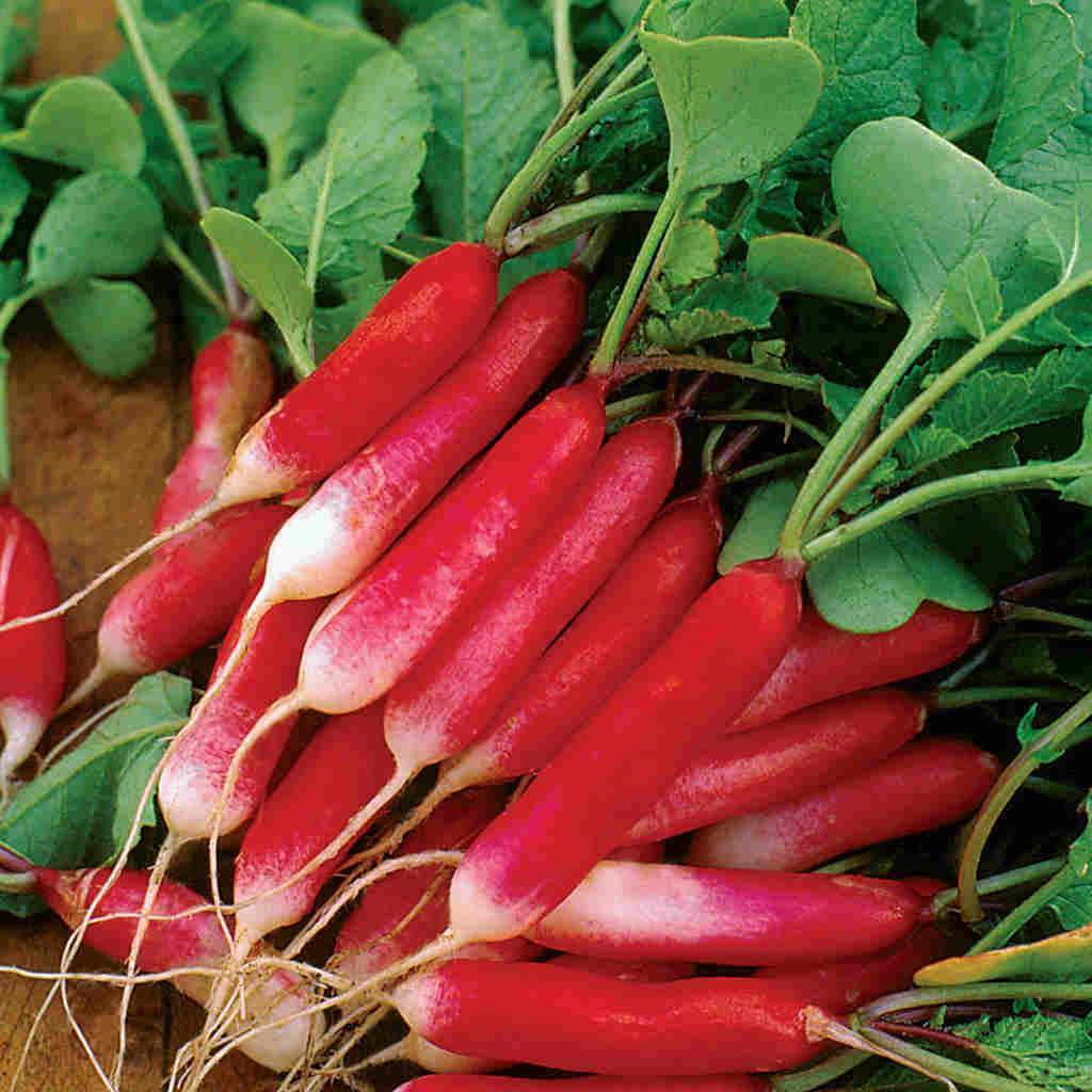 Aimers French Breakfast Organic Radish Seeds - Packet