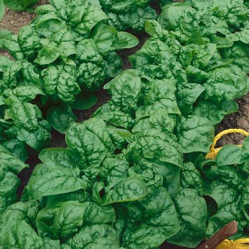 Aimers Bloomsdale Organic Spinach Seeds - Packet