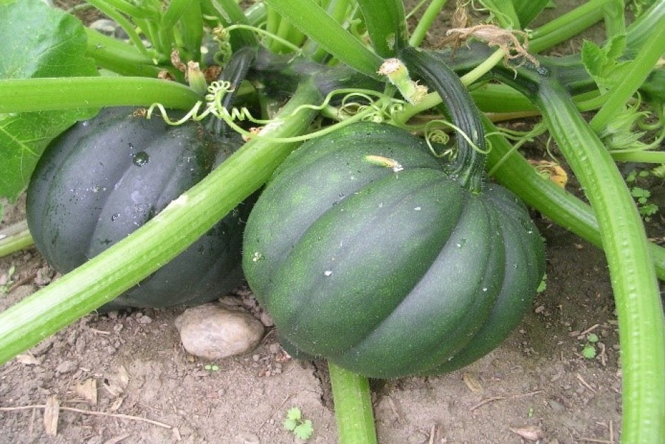 Aimers Table Queen Organic Squash Seeds - Packet