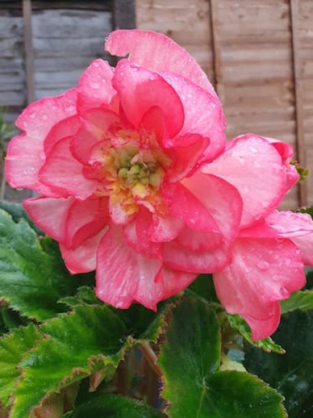 Florissa Begonia, Giant Double Pendula - Pink - 1 Bulb