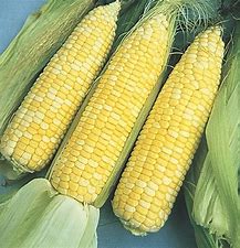 Sugar Baby Sweet Corn Seeds (61 Days) - 1lb - Bulk
