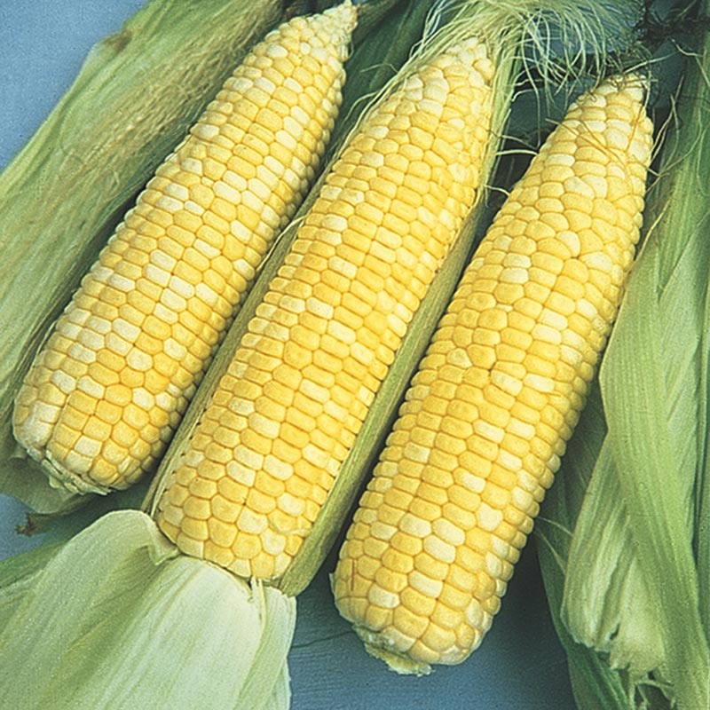 Sugar Baby Sweet Corn Seeds (61 Days) - 1/4 lb - Bulk