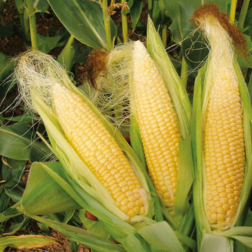 Big Jim III Sweet Corn Seeds (Sweet Yellow SE Type) (80 days) - 1/2 lb - Bulk