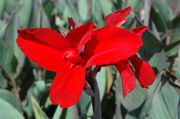 'Black Knight' Canna Lily - 1 Bulb/Pkg