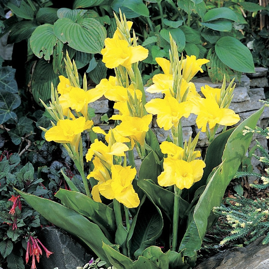 'Richard Wallace' Greenleaf Canna Lily - 1 Bulb/Pkg