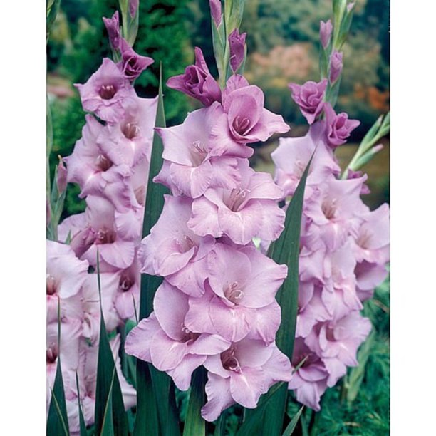 Florissa 'Blue Tropic' Large Flowering Gladiolus - 8 Bulbs/Pkg