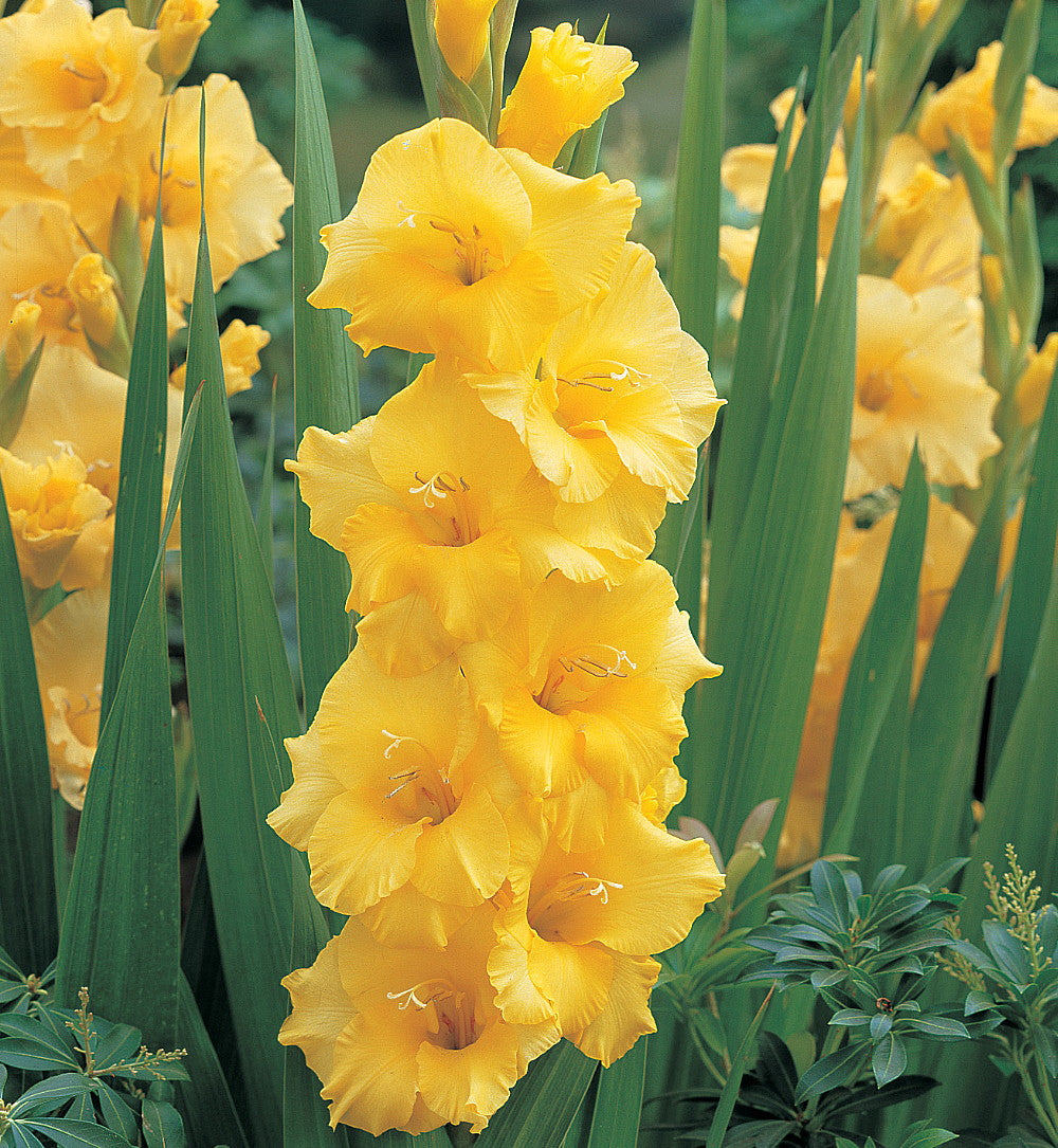 Florissa 'Nova Lux' Large Flowering Gladiolus - 8 Bulbs/Pkg