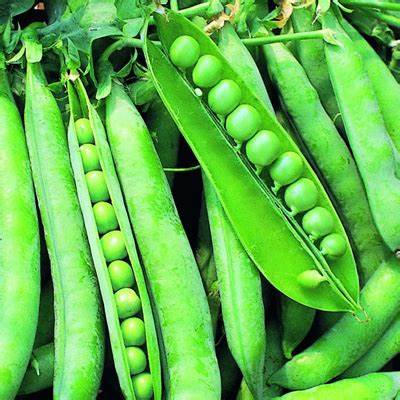 Little Marvel Pea Seeds (English Type) (63Days) - 1lb - Bulk
