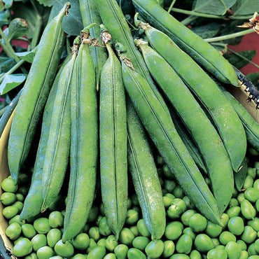 Thomas Laxton Pea Seeds (Shelling Type) (62 Days) - 1/2 lb - Bulk