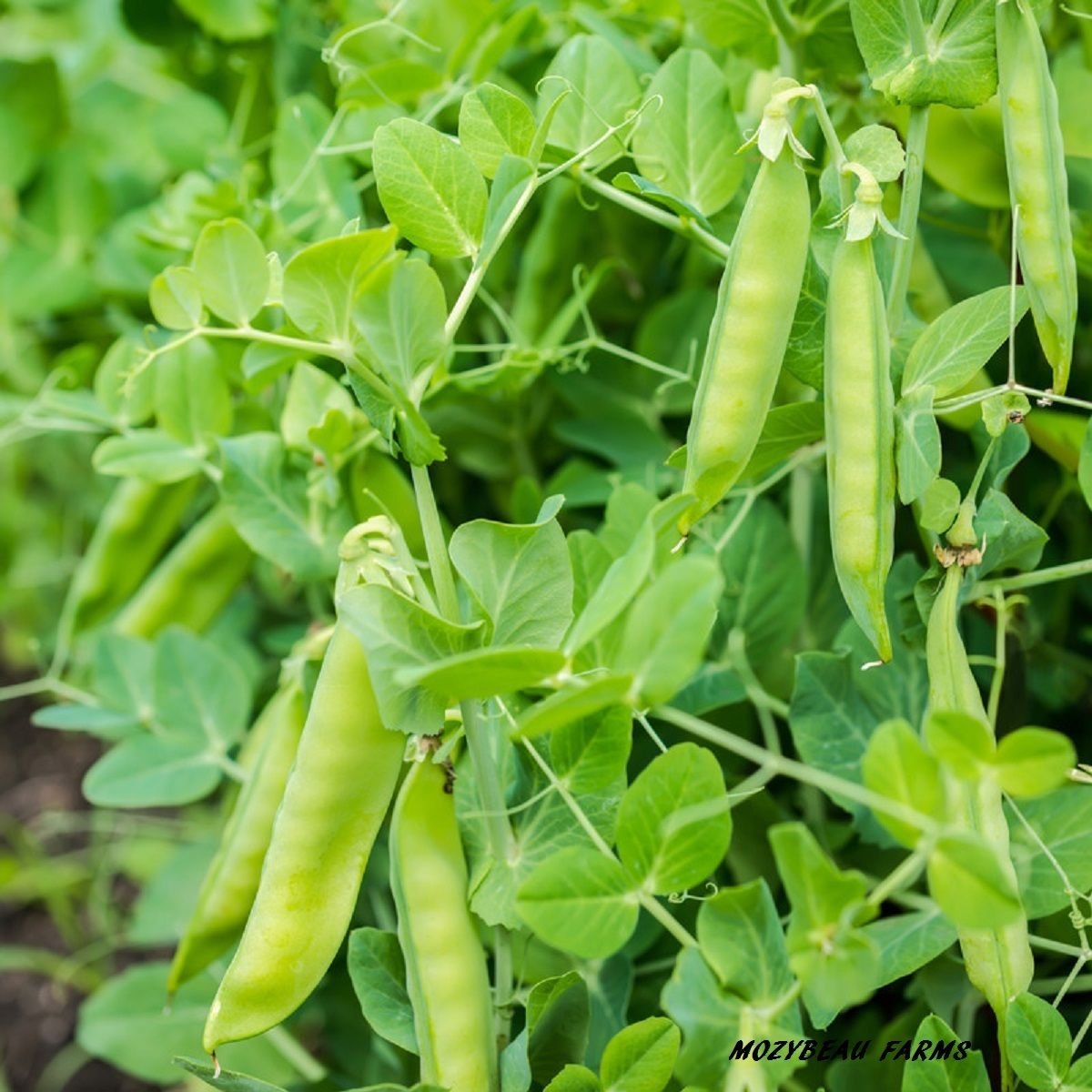 Dwarf Grey Sugar Edible Pod Pea Seeds (62 Days) - 1lb - Bulk