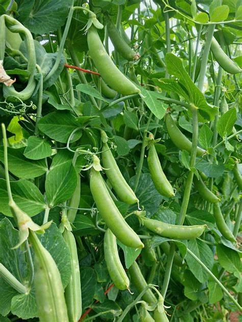 Sugar Snap Pea Seeds (Edible Pod Type) (70 Days) - 1lb - Bulk