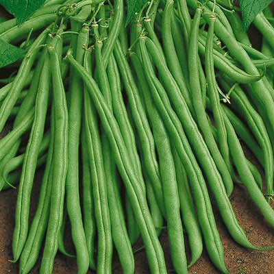 Tendergreen Bush Bean Seeds (54 Days) - 1/2 lb - Bulk