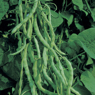 Kentucky Wonder Green Pole Bean Seeds (67 Days) -  1/4 lb - Bulk