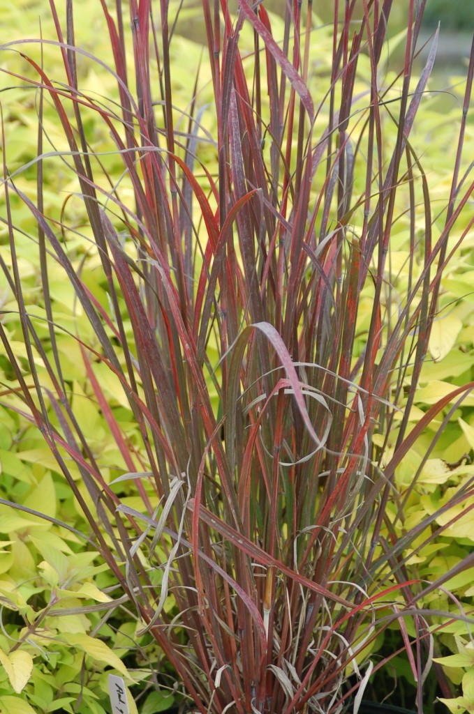 Andropogon gerardii 'Rain Dance' (Rain Dance Big Bluestem Grass) - 1 Gallon Potted Ornamental Grass