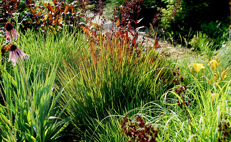 Andropogon gerardii 'Rain Dance' (Rain Dance Big Bluestem Grass) - 1 Gallon Potted Ornamental Grass