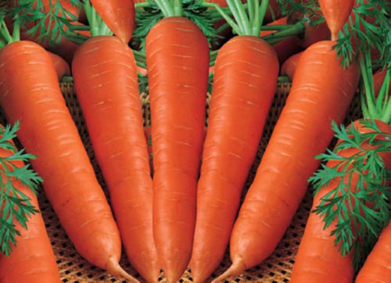 Nantes Coreless Carrot Seeds (70 days) - 1/3 Cup - Bulk