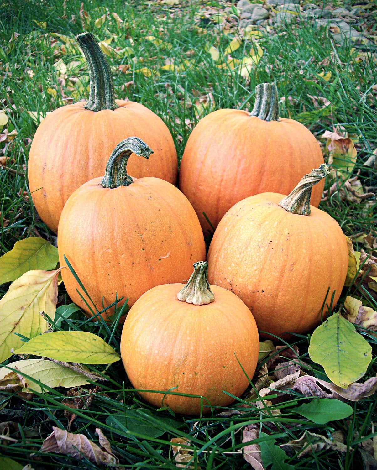 Small Sugar or Pie Pumpkin Seeds (Baking Type) (110 days) - 1/2 Tbsp - Bulk