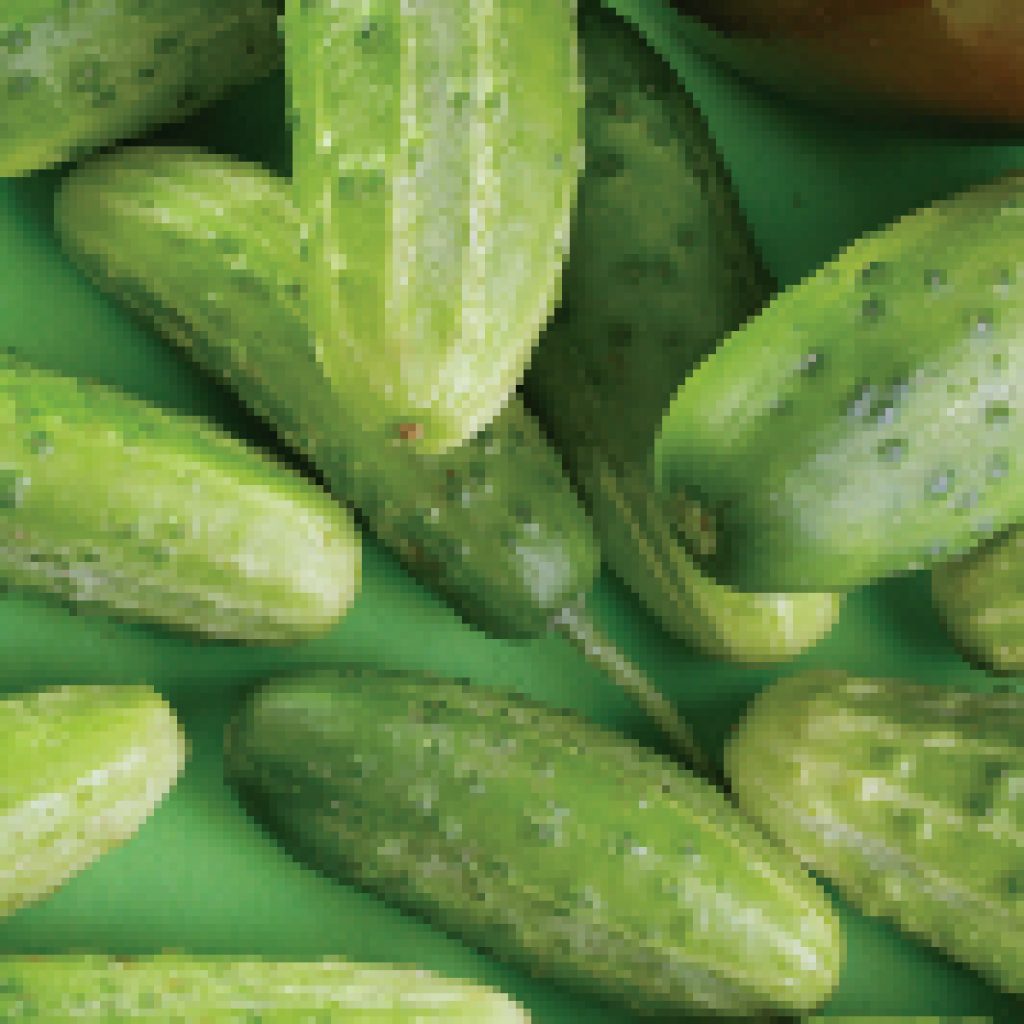 Chicago Cucumber Seeds (Pickling Type) (58 days) - 1/4 Cup - Bulk