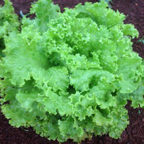Grand Rapids Leaf Lettuce - 1/2 Tbsp - Bulk