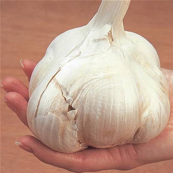 Florissa Elephant Garlic - 3 Bulbs/Pkg