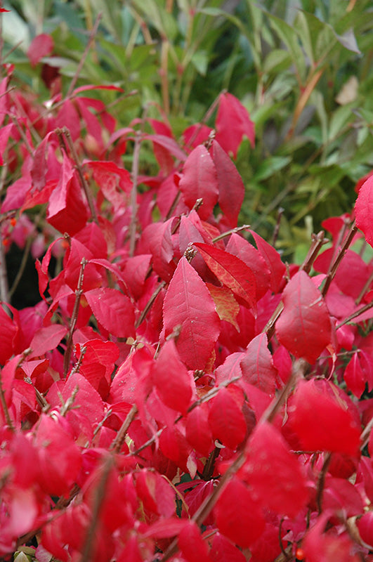 Burning Bush (tree form) (Euonymus alatus '(tree form)' - 7 Gallon Potted Tree