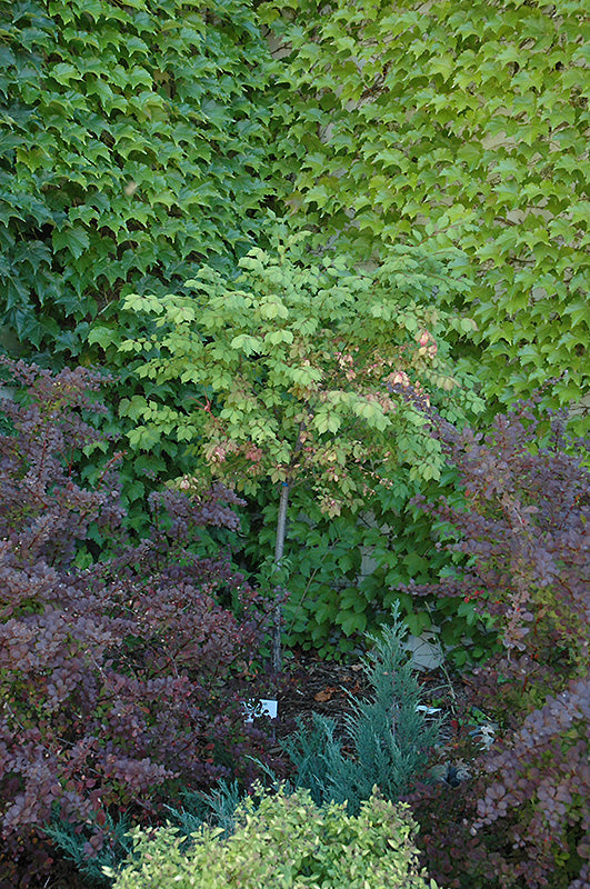 Burning Bush (tree form) (Euonymus alatus '(tree form)' - 7 Gallon Potted Tree