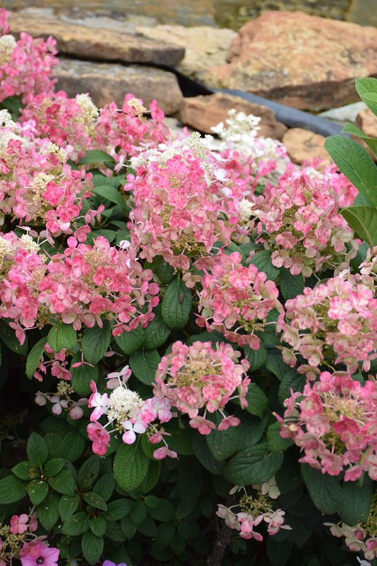 Little Quick Fire Hydrangea (Hydrangea paniculata) - 2 Gallon Potted Shrub