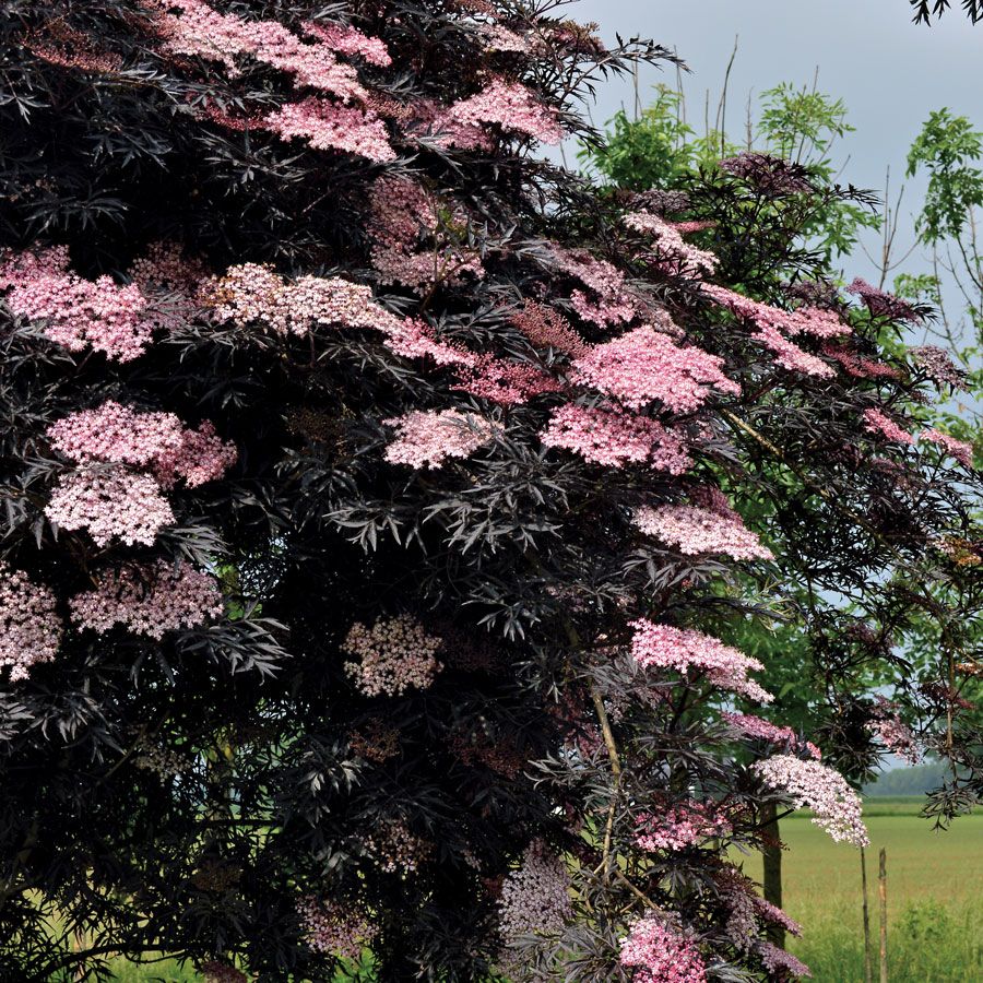 'Black Lace' Elderberry (Sambucus nigra) - 2 Gallon Potted Shrub