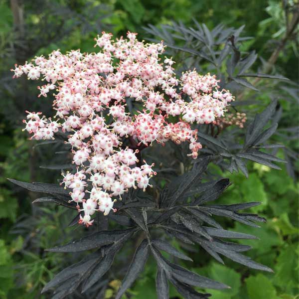 'Black Lace' Elderberry (Sambucus nigra) - 2 Gallon Potted Shrub