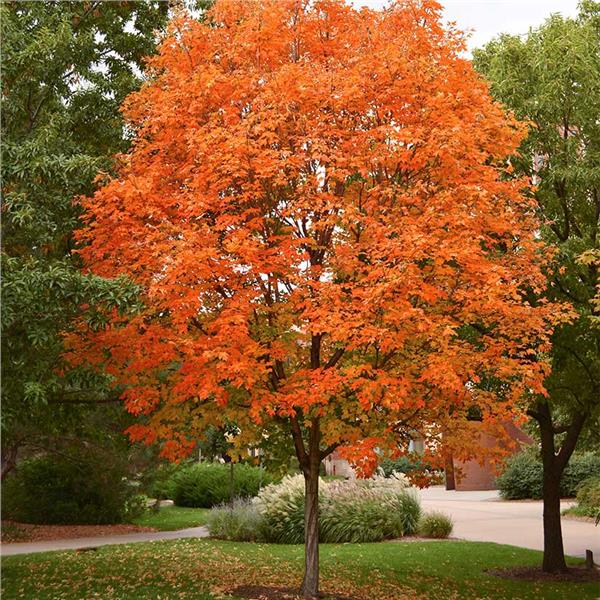 Sugar Maple ‘Green Mountain’ (Acer saccharum) -Wire Basket - 45mm dbh