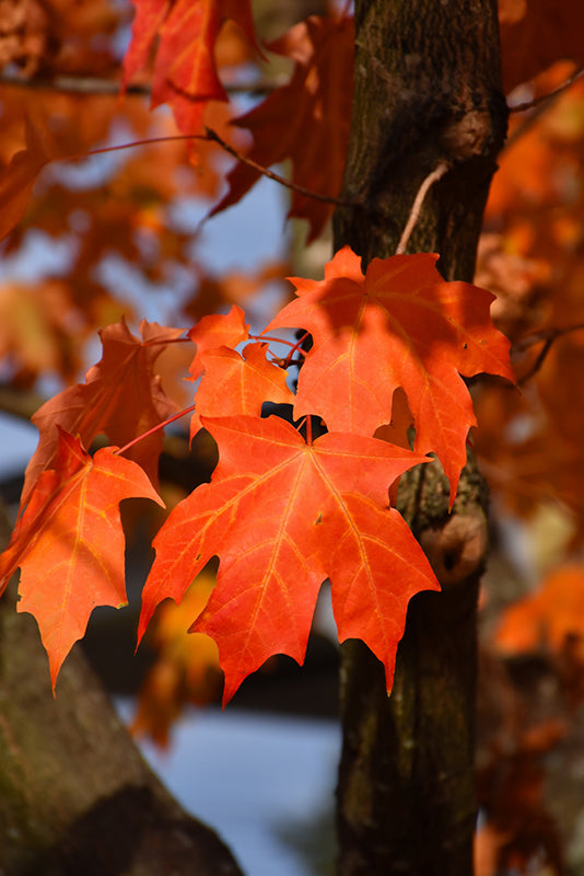 Sugar Maple ‘Green Mountain’ (Acer saccharum) -Wire Basket - 45mm dbh