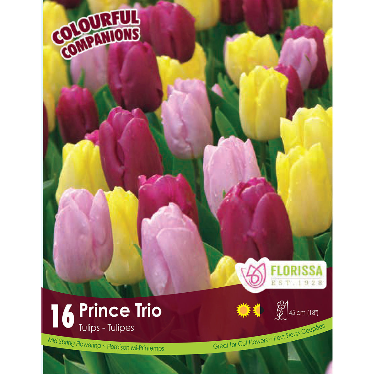 Florissa Colourful Companions Tulipa 'Prince Trio' - 16 Bulbs/Pkg
