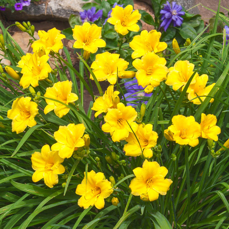 Hemerocallis 'Stella de 'Oro' Daylily - 1 Gallon Potted Perennial
