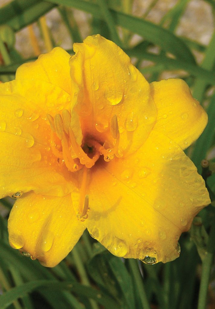 Hemerocallis 'Stella de 'Oro' Daylily - 1 Gallon Potted Perennial