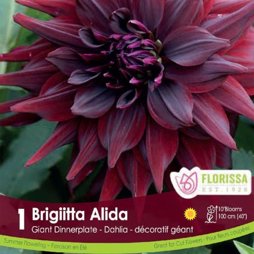 'Brigitta Alida' Dinnerplate Dahlia - 1 Bulb/Pkg
