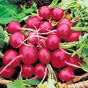 Scarlet Globe Radish Seeds (Summer Type) (24 days) - 1/4 Cup - Bulk