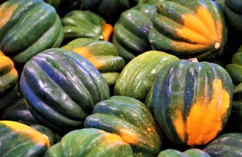 Table Queen Squash Seeds (Winter Type) (80 days) - 1 Tbsp - Bulk