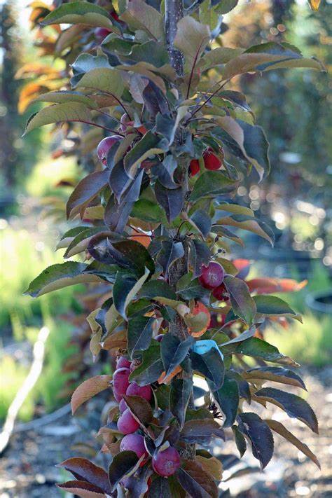 Purple Spire Columnar Crabapple (Malus 'Jefspire') - 7 Gallon Potted Tree