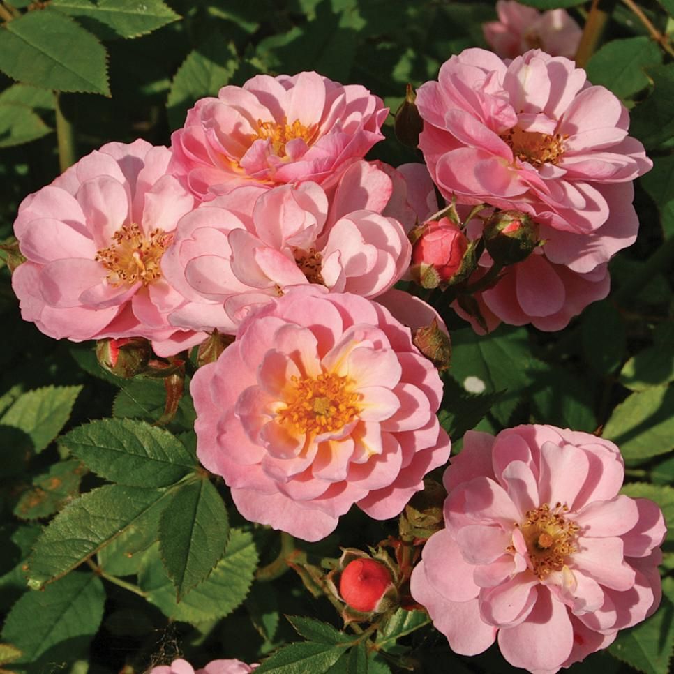 Carefree Caroline Rose (Rosa 'Ivtahockey') - 2 Gallon Potted Shrub