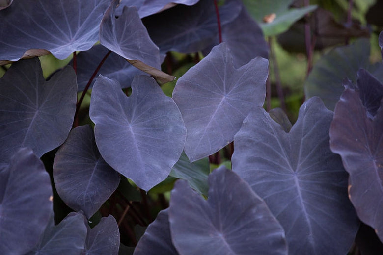 'Black Magic' Colocasia - 1 Bulb/Pkg