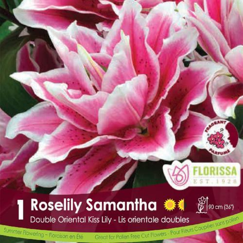 'Roselily Samantha' Oriental Lily - 1 Bulb/Pkg